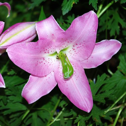 Lilium Farolito
